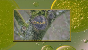 callus