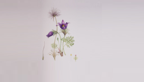 pulsatilla