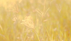 Close-up of green grass in forest in sunlight