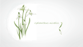 galanthus