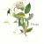 Hoya__