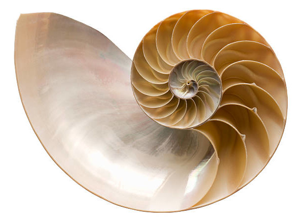 Nautilus shell cut in half, showing inside of shell and chambers in profile. Clipping Path. Nautilus pompilius - Common name of any marine creatures in the cephalopod family Nautilidae, the sole family of the suborder Nautilina.
