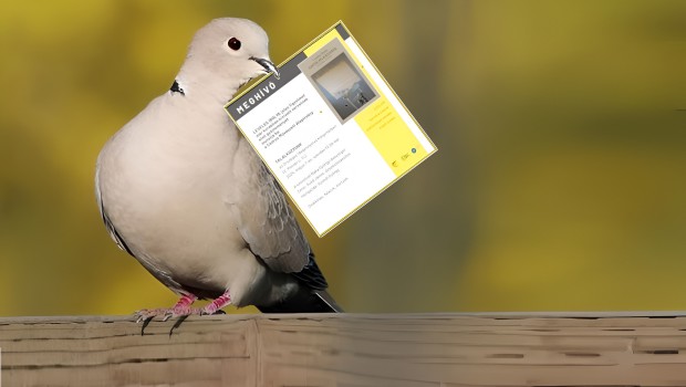 Streptopelia
