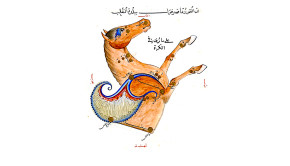 The constellation Pegasus ("The Winged or Flying Horse") as depicted in the influential star atlas of the Persian astronomer Abd al-Rahman al-Sufi (10th cent.). In this beautifully illustrated copy, made around 1435 for the Samarkand astronomer-ruler Ulugh Beg, the constellation is shown as depicted on a celestial globe (i.e. mirrored as seen in the night sky). The brighter stars are labelled in Arabic which accurately translate the Greek names listed in the star catalogue of Claudius Ptolemy's Almagest (2nd cent.). The four brightest stars, forming the easily recognisable "Square of Pegasus" visible in the autumn and the winter night skies, are labelled Matn al-Faras ("The Horse's Back" = Alpha Pegasi), Mankib al-Faras ("The Horse's Shoulder" = Beta Pegasi), Surrat al-Faras ("The Horse's Navel" = Alpha Andromedae) and Jinah al-Faras ("The Horse's Wing" = Gamma Pegasi). The names for these stars in common use in recent centuries, which were recently adopted by the IAU WGSN,are Markab (Alpha Pegasi), Scheat (Beta Pegasi), Alpheratz (Alpha Andromedae), and Algenib (Gamma Pegasi). The modern constellation Pegasus also contains the star designated 51 Pegasi, which hosts the first exoplanet discovered (in 1995) around a solar-type star. As a result of the NameExoWorld contest organized by the IAU, the star is now named Helvetios (and the exoplanet, designated 51 Pegasi b, is named Dimidium). The compass directions are labelled in red, i.e. the top is west, bottom is east, left is south and right is north. Image details: BnF ms. Arabe 5036, fol. 93r.