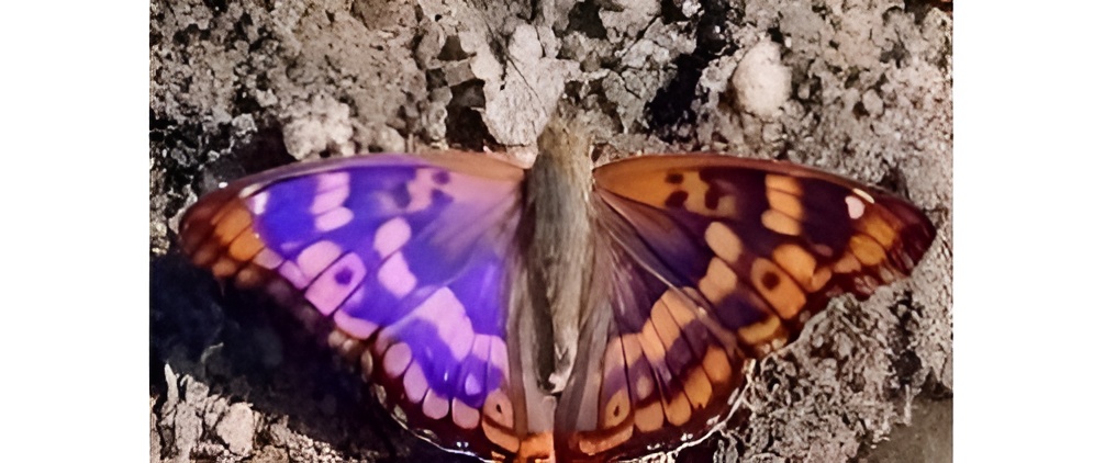 7a